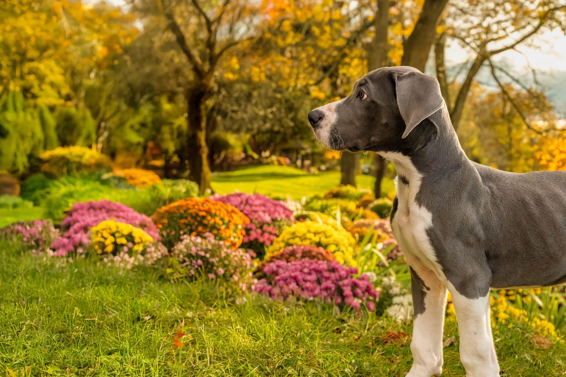 Stunning pet photography session in natural light